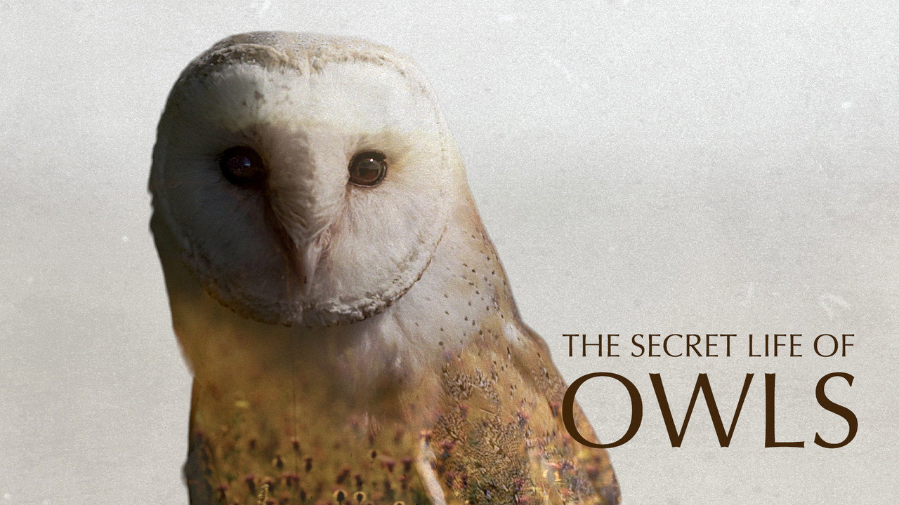 The Secret Life of Owls backdrop image